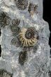Ammonite Fossil Slab - Marston Magna Marble #63501-2